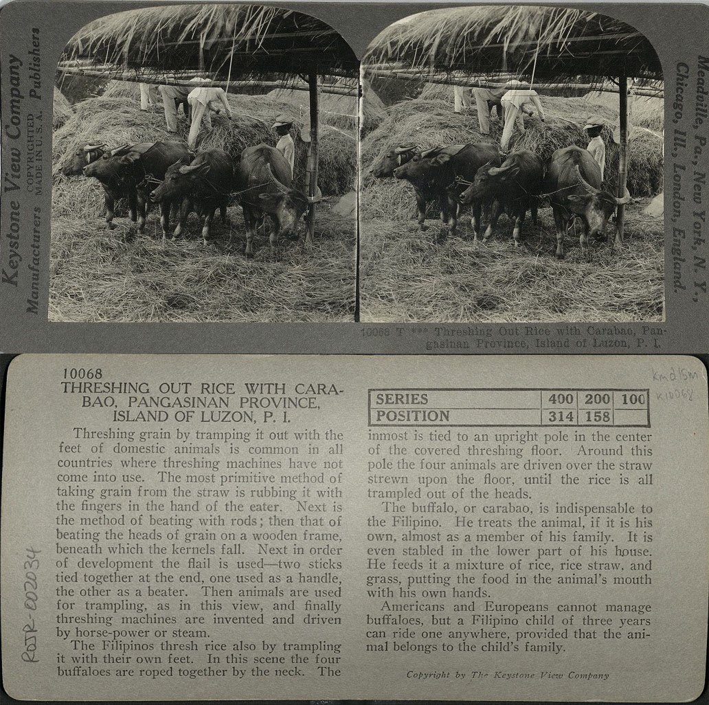 Threshing out Rice with Carabao, Pangasinan Province, Island of Luzon, P. I.